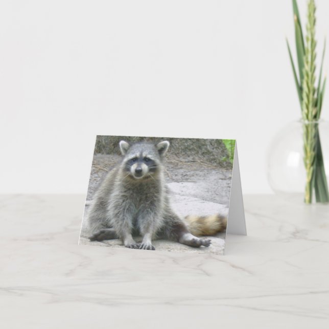 Carte photo rabattée Raccoon (Devant)