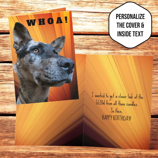 Carte Photo rapproché amusant d'un chien de troupeau (front and inside template greeting card)