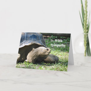 Carte Photo Sympathy de Wildlife Tortoise