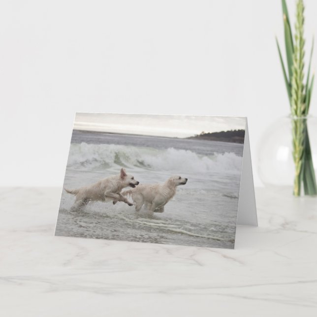 Carte photo vierge de golden retriever (Devant)