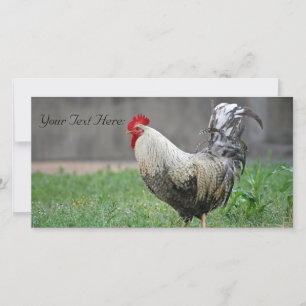 Carte photo vierge, Rooster