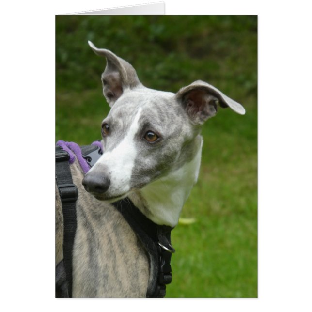 Carte photo Whippet (Devant)