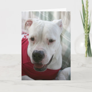 Carte Photo White American Bulldog