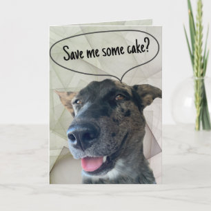Carte Photographie amusante de chien de troupeau gris br