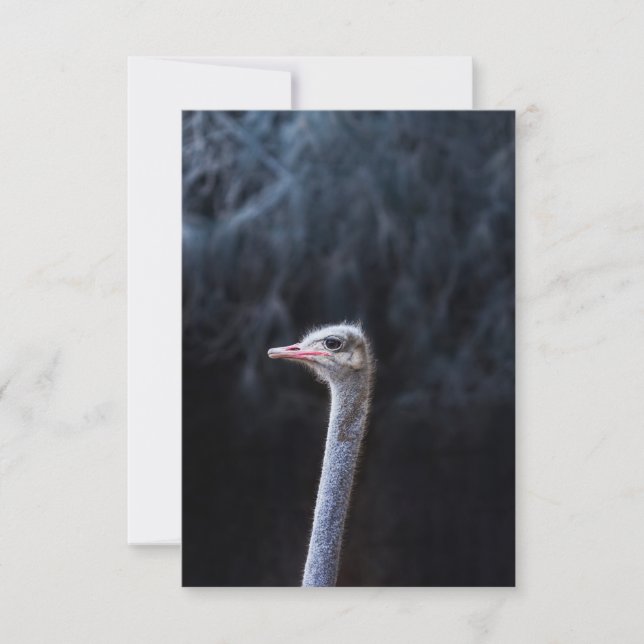 Carte Photographie d'autruche (Devant)