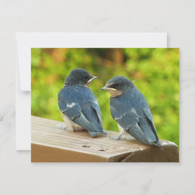Carte Photographie de bébé hirondelles de cheminée dans  (Devant)