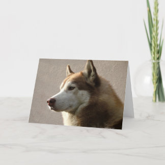 Carte Photographie de chien de Malamute d'Alaska
