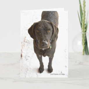 Carte Photographie de Chien Labrador Chocolate Vous Manq
