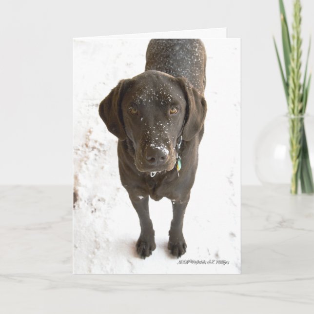 Carte Photographie de Chien Labrador Chocolate Vous Manq (Devant)