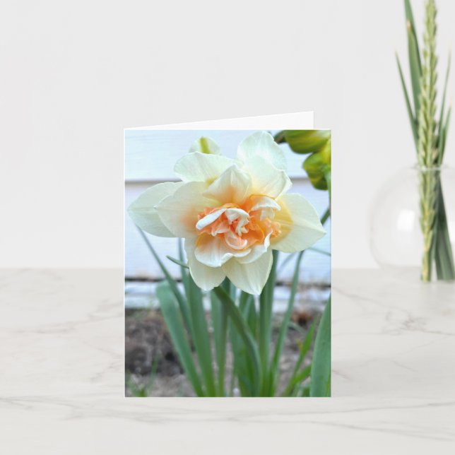 Carte Photographie de la jonquille blanche (Devant)