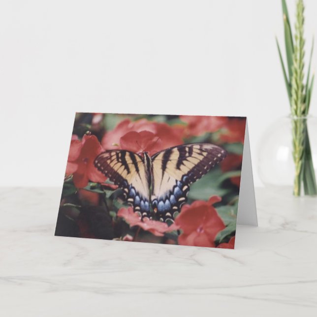 Carte Photographie de la nature (Devant)