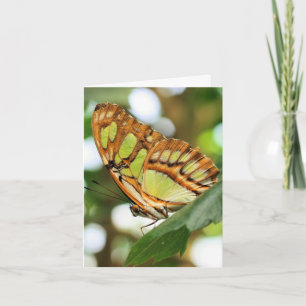 Carte Photographie de la nature Observation des papillon