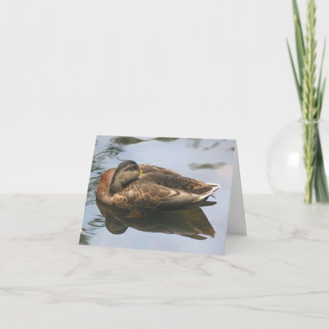 Carte Photographie de nature de canard endormi Note (Devant)