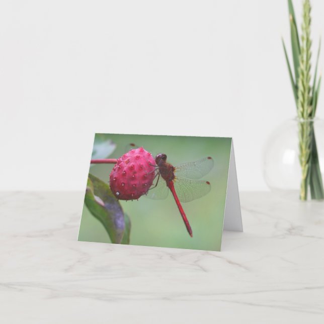 Carte Photographie de nature de libellule rouge Note (Devant)