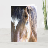 Photographie de près du visage d'un cheval à l'âme