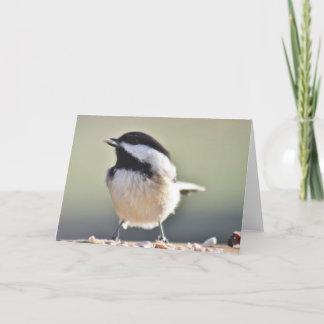 Carte Photographie de Tchickadee