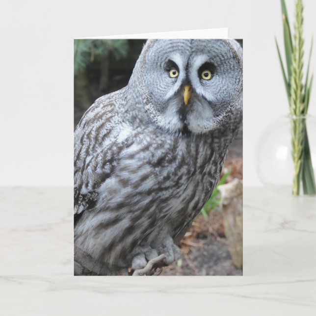 Carte Photographie du portrait d'hibou (Devant)