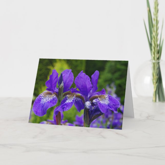 Carte Photographie florale d'Iris sibirica (Devant)