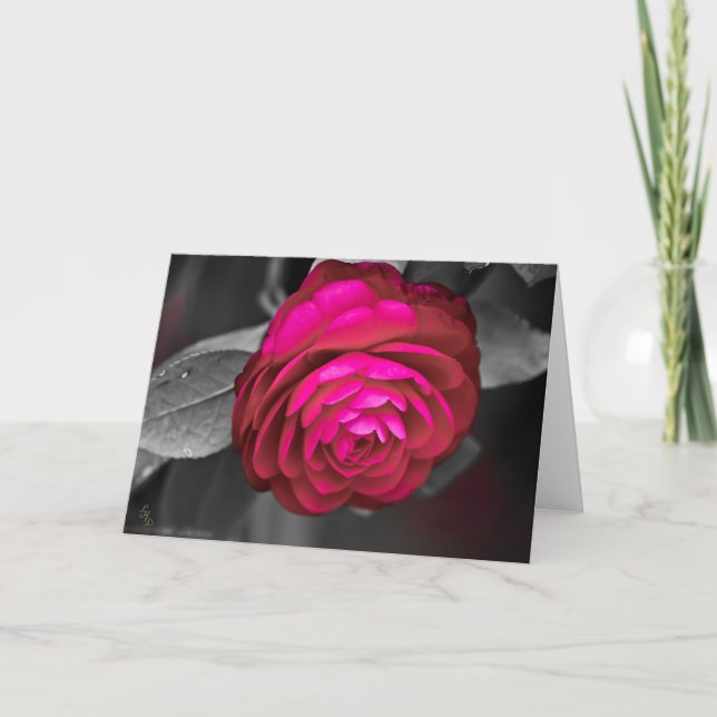 Carte Photographie Rosy Camellia Lee (Devant)