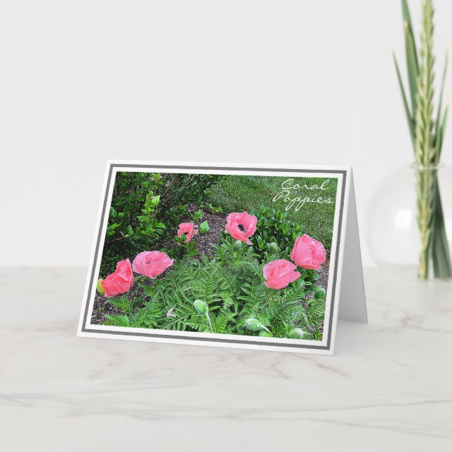 Carte Photographie Six Coral Coloured Poppies in Garden (Devant)