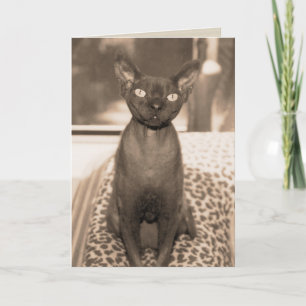 Carte Photographie vintage de chat de Devon Rex de style