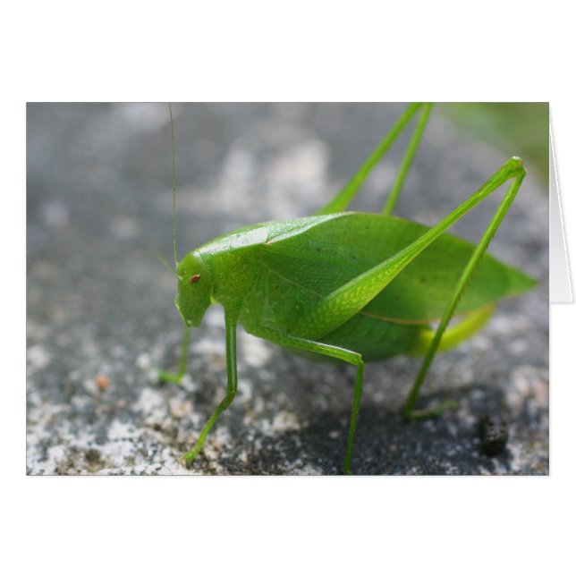 Carte photographique de Katydid Grasshopper Nature (Devant Horizontal)