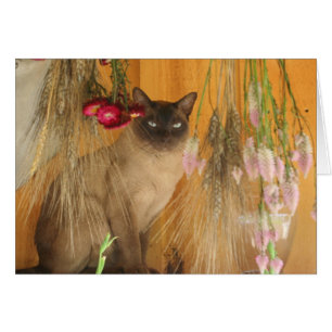 Carte photographique Siamese Chat Posing #3