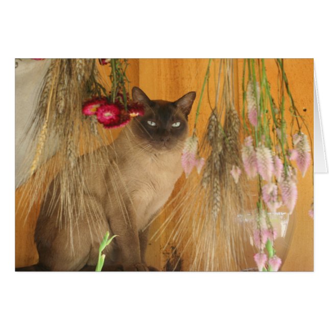Carte photographique Siamese Chat Posing #3 (Devant Horizontal)