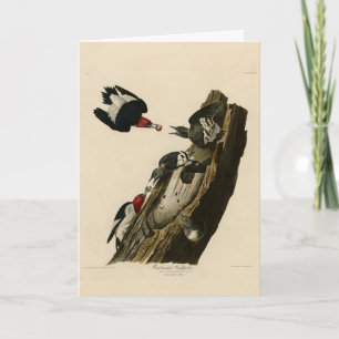 Carte Pic à tête rouge - Audubon's Birds of America