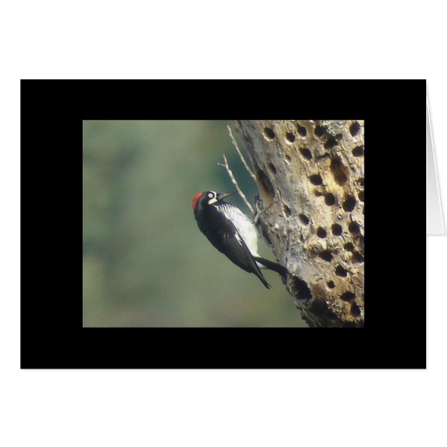 Carte Pic Acorn (Devant horizontal)