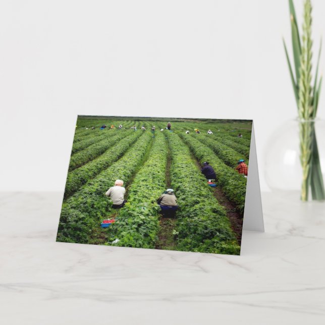 Carte Pickers à fraises (Devant)