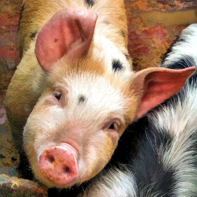 CARTE PIÈCES (Créateur téléchargé)