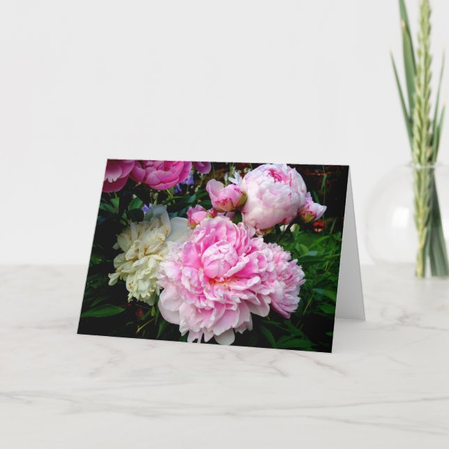 Carte Pies roses et blanches (Devant)