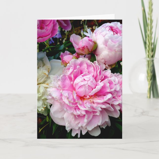 Carte Pies roses et blanches (Devant)