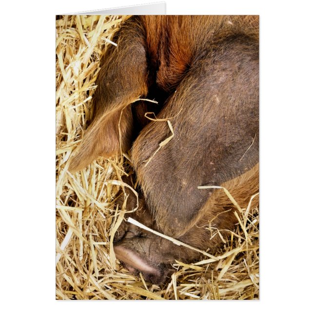 CARTE PIG DE SOMMEIL (Devant)