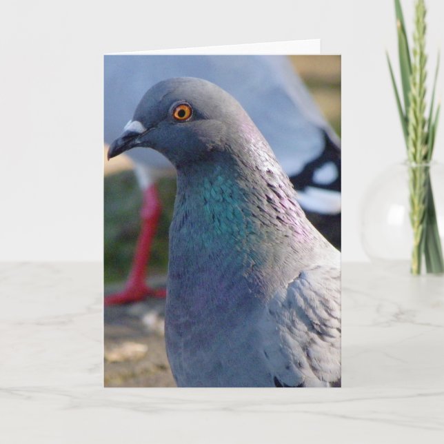 Carte Pigeon (Devant)