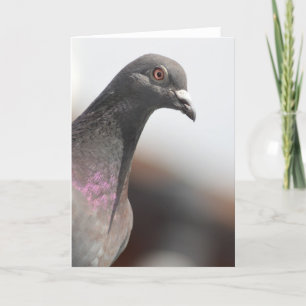 Carte Pigeon de course