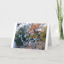 Pigeons, Lloyd Park, Walthamstow, Londres