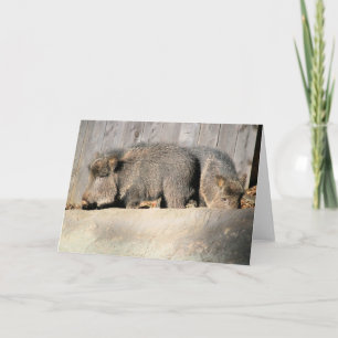 Carte Piges floues