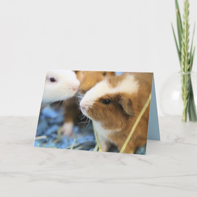 Carte Piggy (Devant)