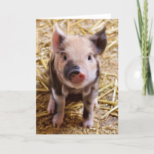 Carte Piglet