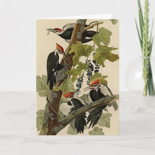 Carte Pileated Woodpecker from Audubon Birds of America (Devant)