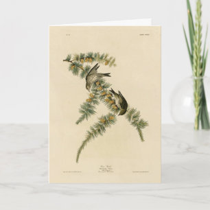 Carte Pine Finch (Pine Siskin), Audubon Birds of America