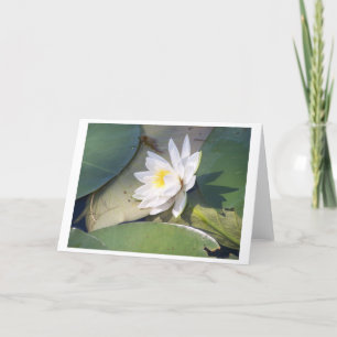 Carte Pine Lake Water Lily