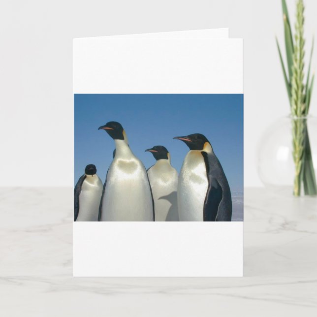 CARTE PINGOUINS (Devant)