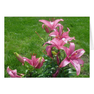 Carte Pink Asiatic Lilies