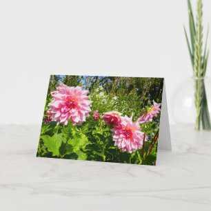 Carte Pink Dahlias (Otto's Thrill)