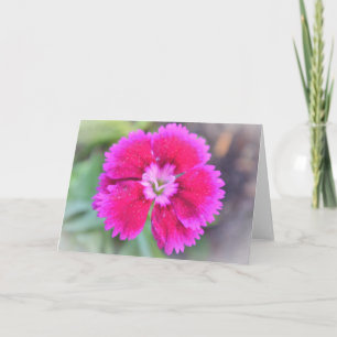Carte Pink Dianthus Sweet William Gertie's Garden