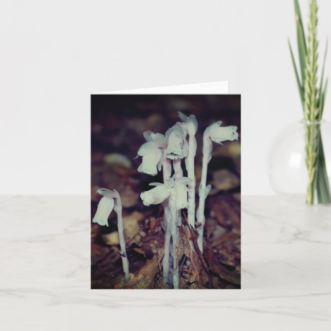 Carte Pink Indian Pipe Wildflowers Nature Note (Devant)