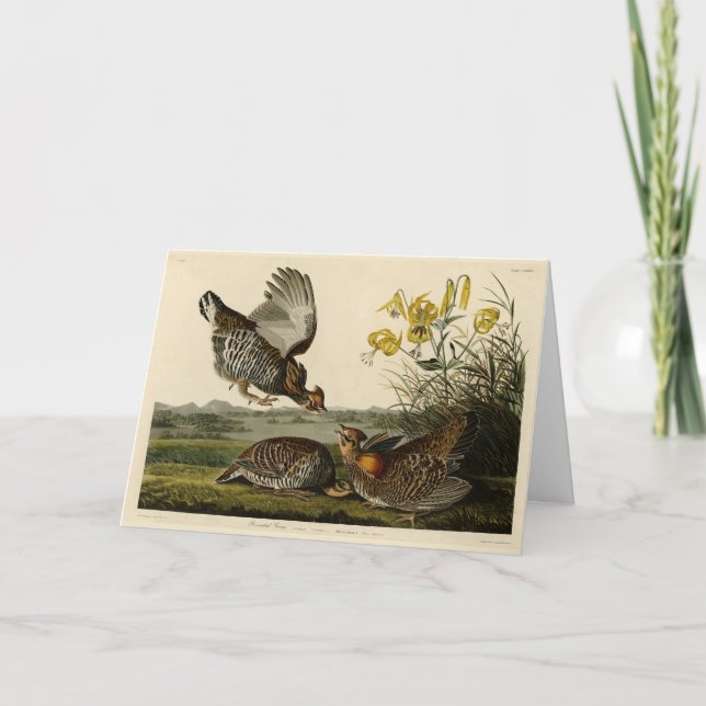 Carte Pinnated Grouse (Devant)